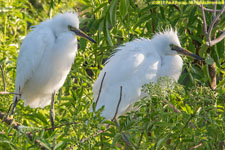 snowy egrets